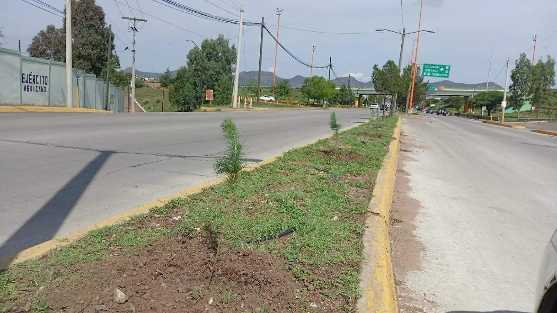 Reforestación 1